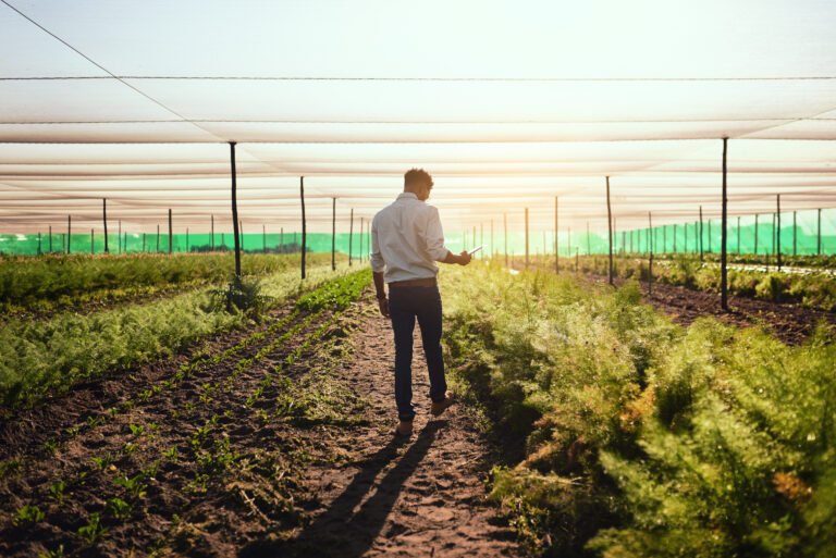 A farmer walking through crop rows in a field, using a tablet to monitor plants during sunset.